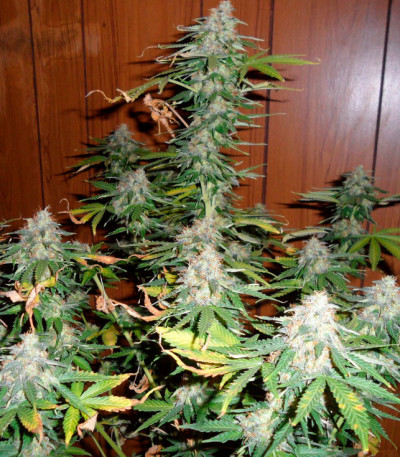 Сорт Super Skunk Auto Fem (Vision Seeds)