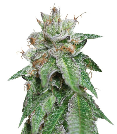 Сорт Bubba Kush fem (Humboldt Seeds)