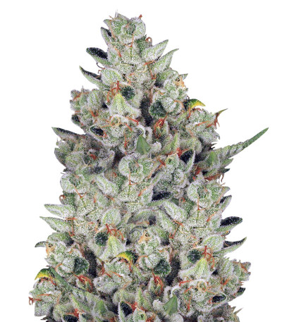 Сорт Dos Si Dos 33 fem (Barney's Farm)