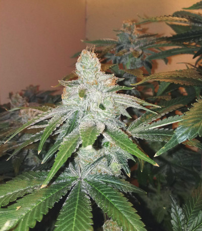 Сорт Purple Punch Cookies fem (Original Sensible Seeds)