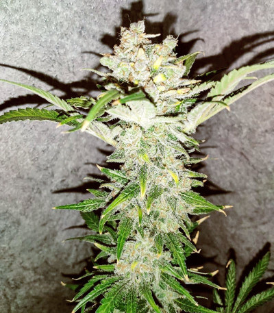 Сорт Gelato fem (Cali Buds Seeds)