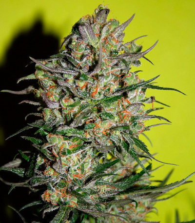 Сорт Monster fem (Eva Seeds)