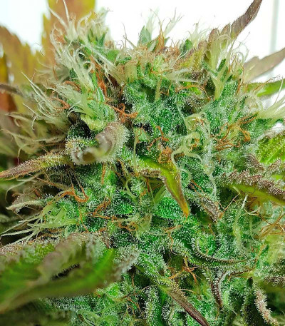 Сорт Silver Haze fem (Vision Seeds)