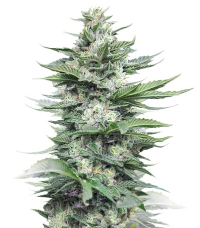 Сорт Sour Diesel #2 fem (Humboldt Seeds)