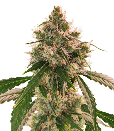 Сорт Wedding Cake Autoflower fem (Easy Grow Seeds)