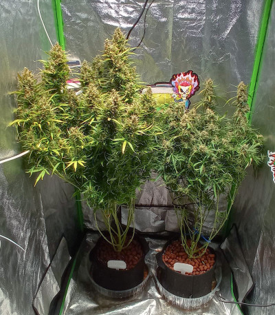 Сорт Auto Cinderella Jack fem (Dutch Passion)