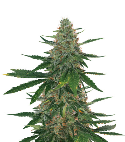 Сорт Bubba Slush fem (Green House Seeds)