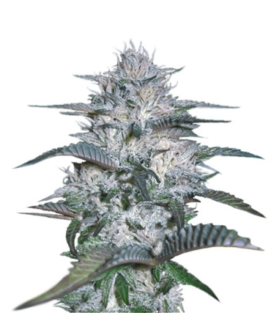 Сорт Currant Kush fem (VIP seeds)