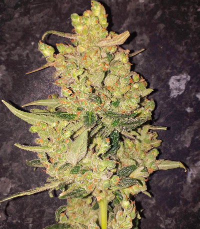 Сорт Punch Punch Gelato #33 Auto fem (Cali Buds Seeds)