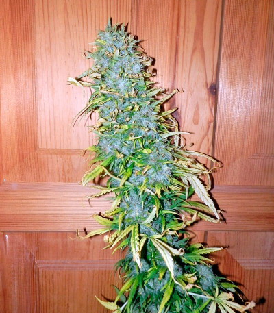 Сорт Satori reg (Mandala Seeds)