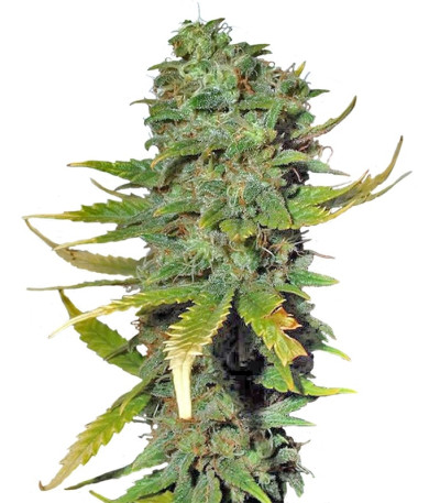 Сорт Super Skunk fem (Sensi Seeds)