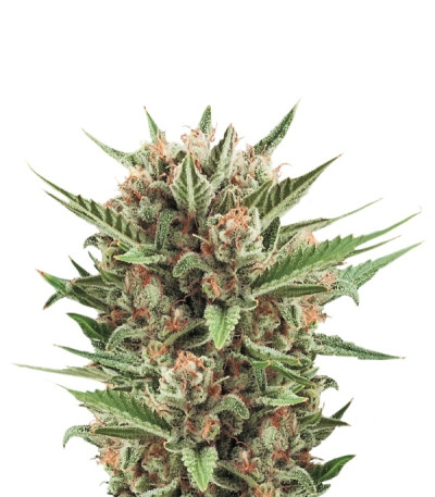 Сорт Sweet Skunk Automatic fem (Royal Queen Seeds)