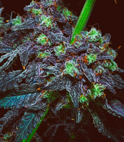 Сорт Wrank R2 fem (Ethos Genetics)