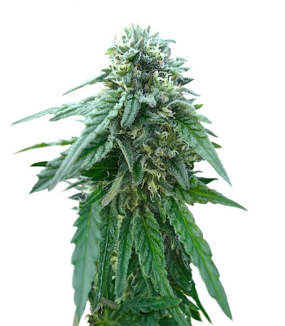 Сорт Early Skunk reg (Sensi Seeds)