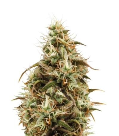 Сорт Royal Jack Automatic fem (Royal Queen Seeds)