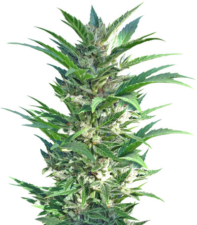 Сорт Auto Haze Female Seeds fem (Female Seeds)