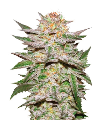 Сорт Auto Caramel King fem