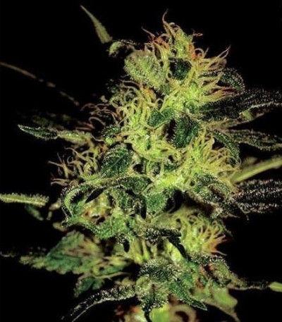 Сорт Super Critical Auto (Green House Seeds)