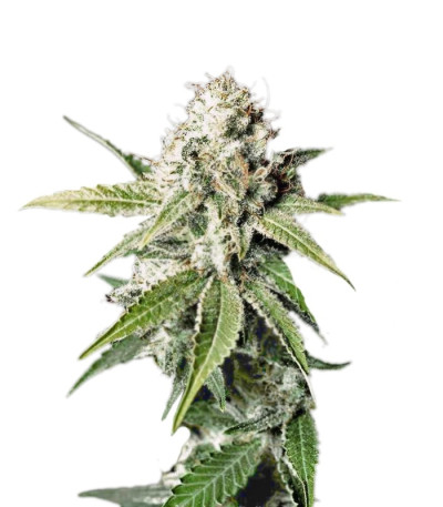 Сорт White Widow fem (Green House Seeds)