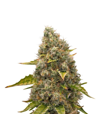 Сорт White Widow fem (Royal Queen Seeds)