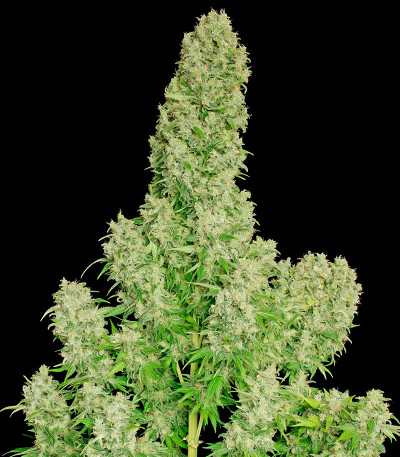 Сорт White Russian fem (Serious Seeds)