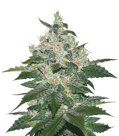 Микс семян Indica Pure Origin Collection 8 (World of Seeds)