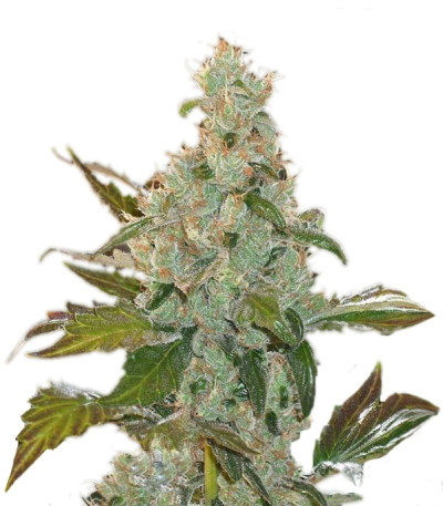 Сорт Cheese fem (Green House Seeds)