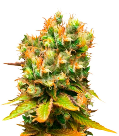 Сорт Honeybells fem (Delicious Seeds)