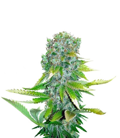 Сорт Auto Love Peace fem (Auto Love Cheese)