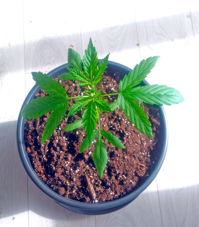 Сорт марихуаны Cheese XXL Autoflowering