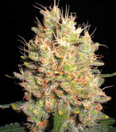 Сорт Crazy Miss Hyde fem (Samsara Seeds)