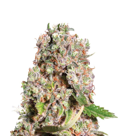 Сорт Mendocino Skunk fem (Paradise Seeds)