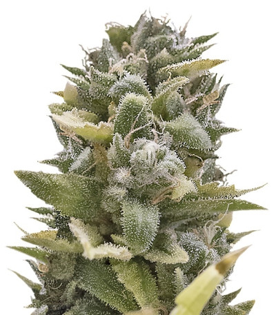 Сорт OG Kush Auto fem (Humboldt Seeds)