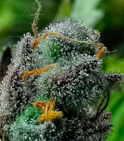 Сорт Purple Punch (00 Seeds)