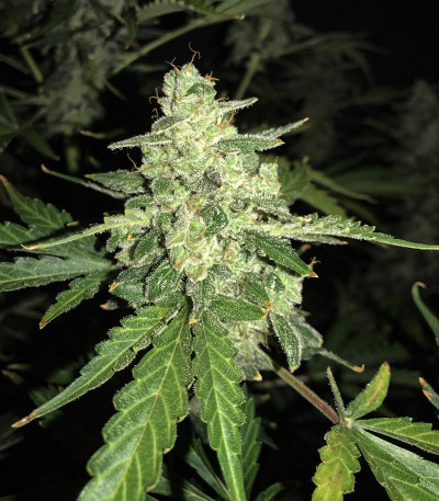 Сорт Auto Anesthesia fem (Pyramid Seeds)