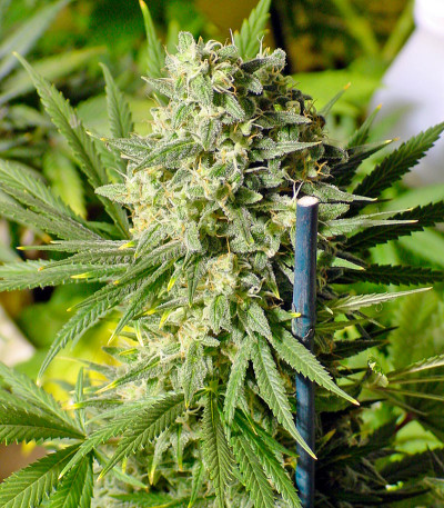 Сорт Double Dutch fem (Serious Seeds)