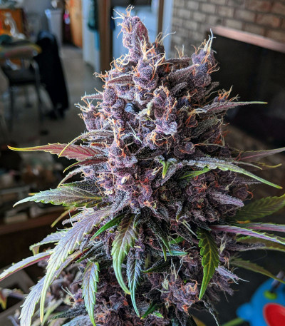 Сорт Purple Lemonade Auto fem (FastBuds)