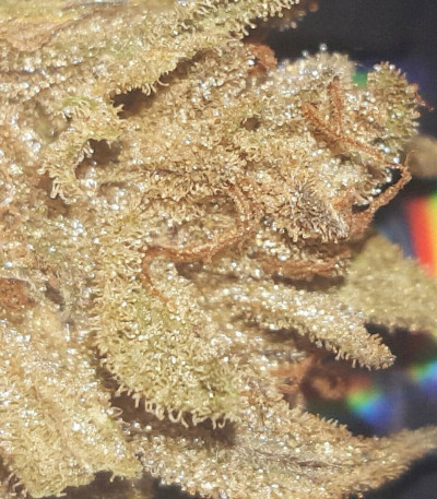 Сорт Sour P fem (Resin Seeds)