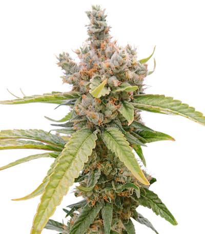 Сорт Tropic Punch fem (Heavyweight Seeds)