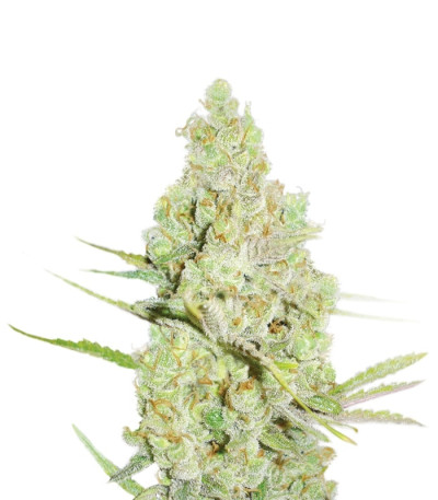 Сорт 1024 fem (Medical Seeds)