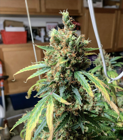 Сорт Auto Critical Orange Punch fem (Dutch Passion)