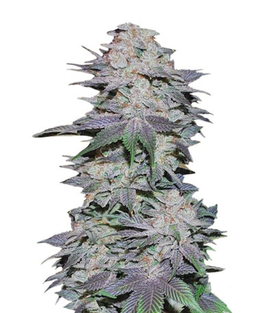 Сорт Blackberry auto fem (FastBuds)