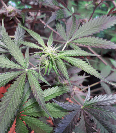 Сорт Fast Flowering Green Crack fem