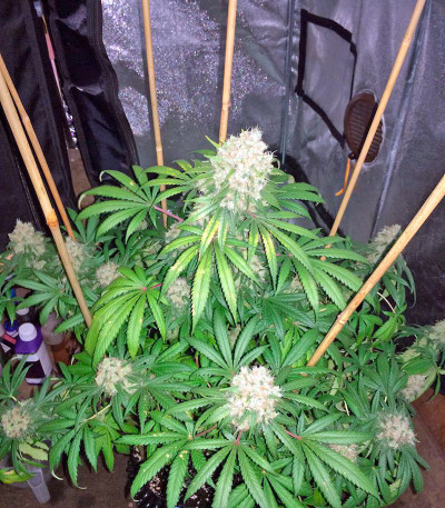 Сорт Super Silver fem (Dinafem Seeds)