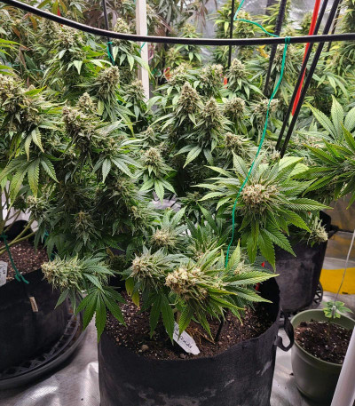 Сорт White Widow fem (Dutch Passion)