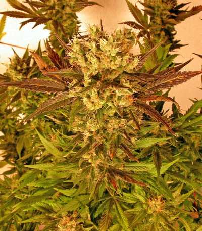 Сорт Motavation fem (Serious Seeds)