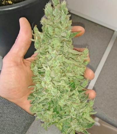 Сорт Smokin Gun Auto fem (Dr. Krippling Seeds)