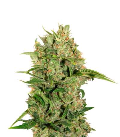 Сорт Triple Cheese fem (Barney's Farm)