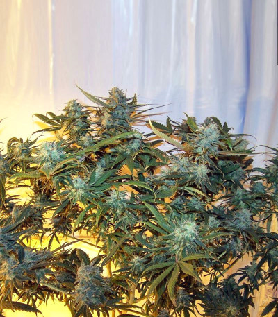 Сорт Kaya 47 fem (Advanced Seeds)