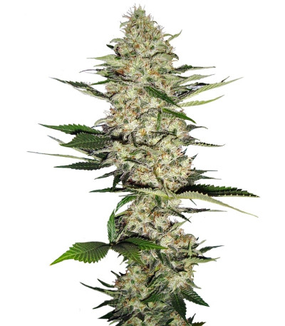 Сорт Mr Nice G13 X Hash Plant reg (Sensi Seeds)